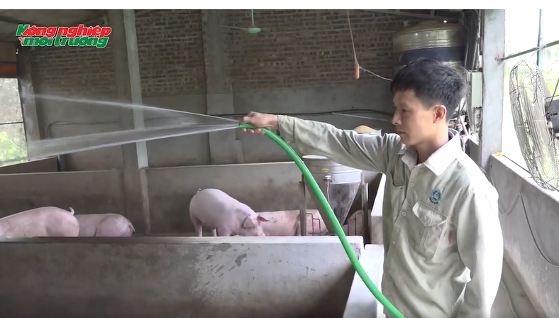  Thành công 5 lứa lợn liên tiếp nhờ chăn nuôi không tiếp xúc