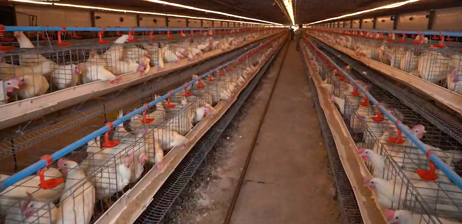 Đã có giải pháp phòng, chống hiệu quả bệnh viêm khớp MS trên gia cầm