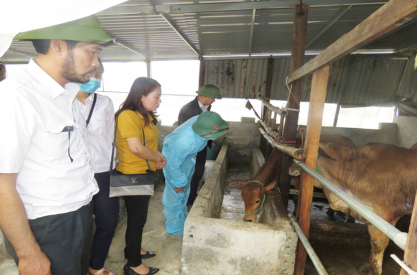  Do không tiêm phòng, nhiều nơi phát sinh ổ dịch viêm da nổi cục