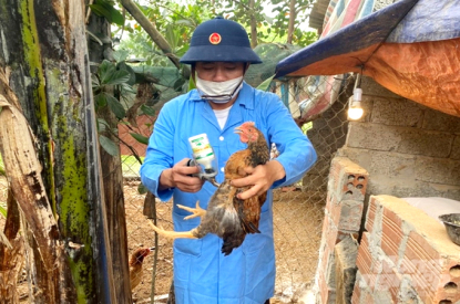  Nghệ An tiêu huỷ trên 2.600 gia cầm nhiễm cúm A/H5N1