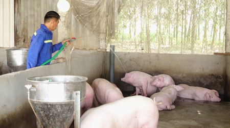  Chăn nuôi không tiếp xúc: Chi phí thấp, khả thi cao, dễ nhân rộng