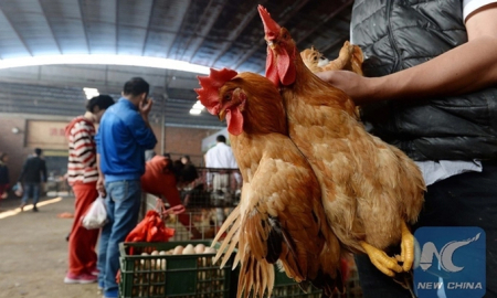  Thêm một ca nhiễm virus cúm gia cầm H5N6 trên người